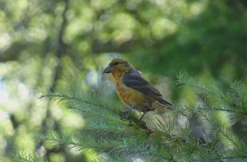 Red Crossbill 山梨県 Thu, 8/10/2023