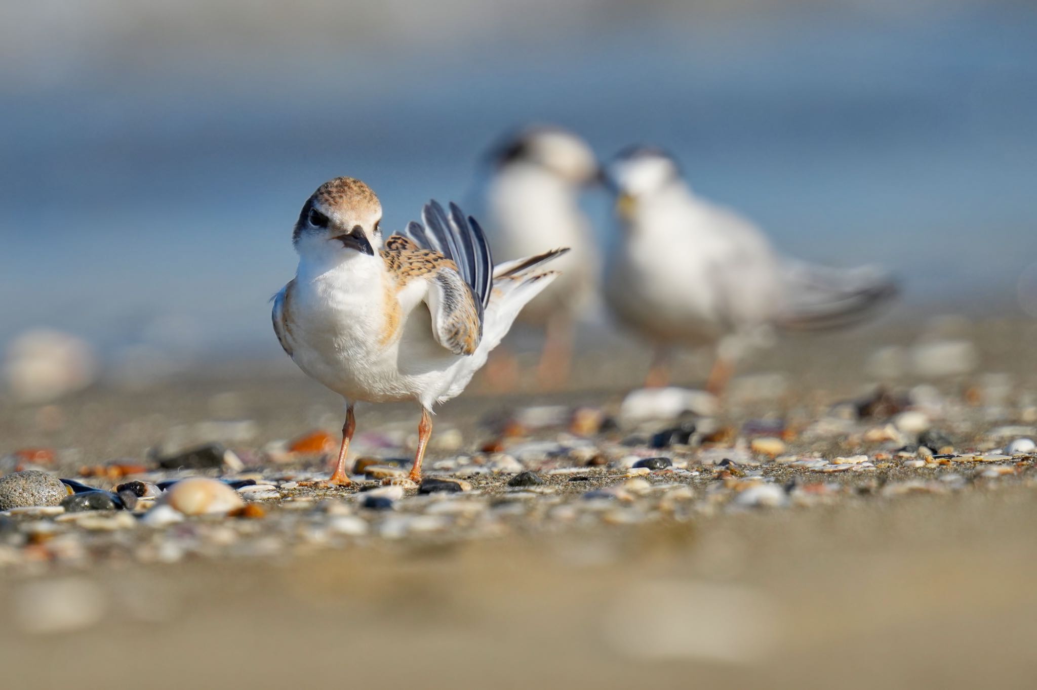 Little Tern