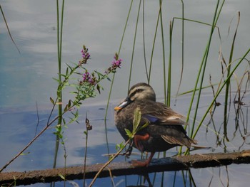2023年8月12日(土) 昭和記念公園の野鳥観察記録