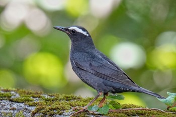 Sat, 8/5/2023 Birding report at Yanagisawa Pass
