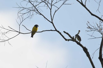 キバラクロシメ Doi Angkhang 2023年2月20日(月)