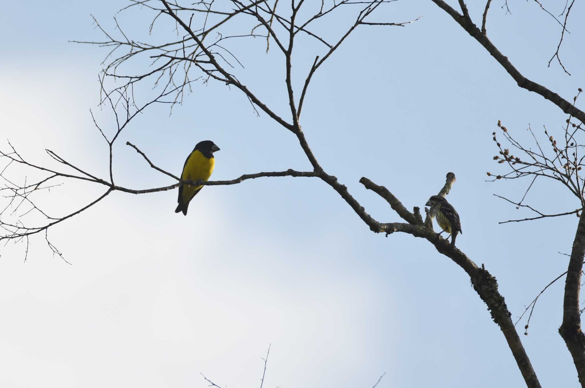 Spot-winged Grosbeak