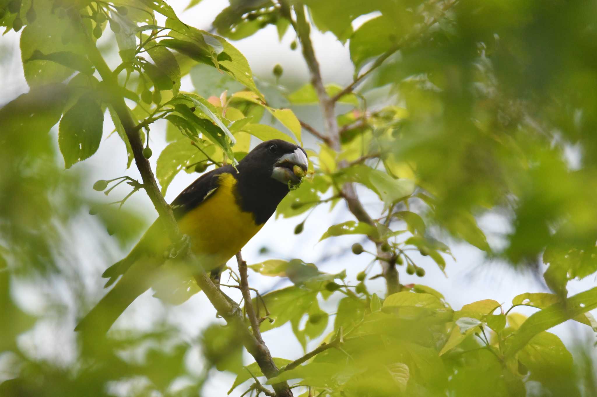 Spot-winged Grosbeak