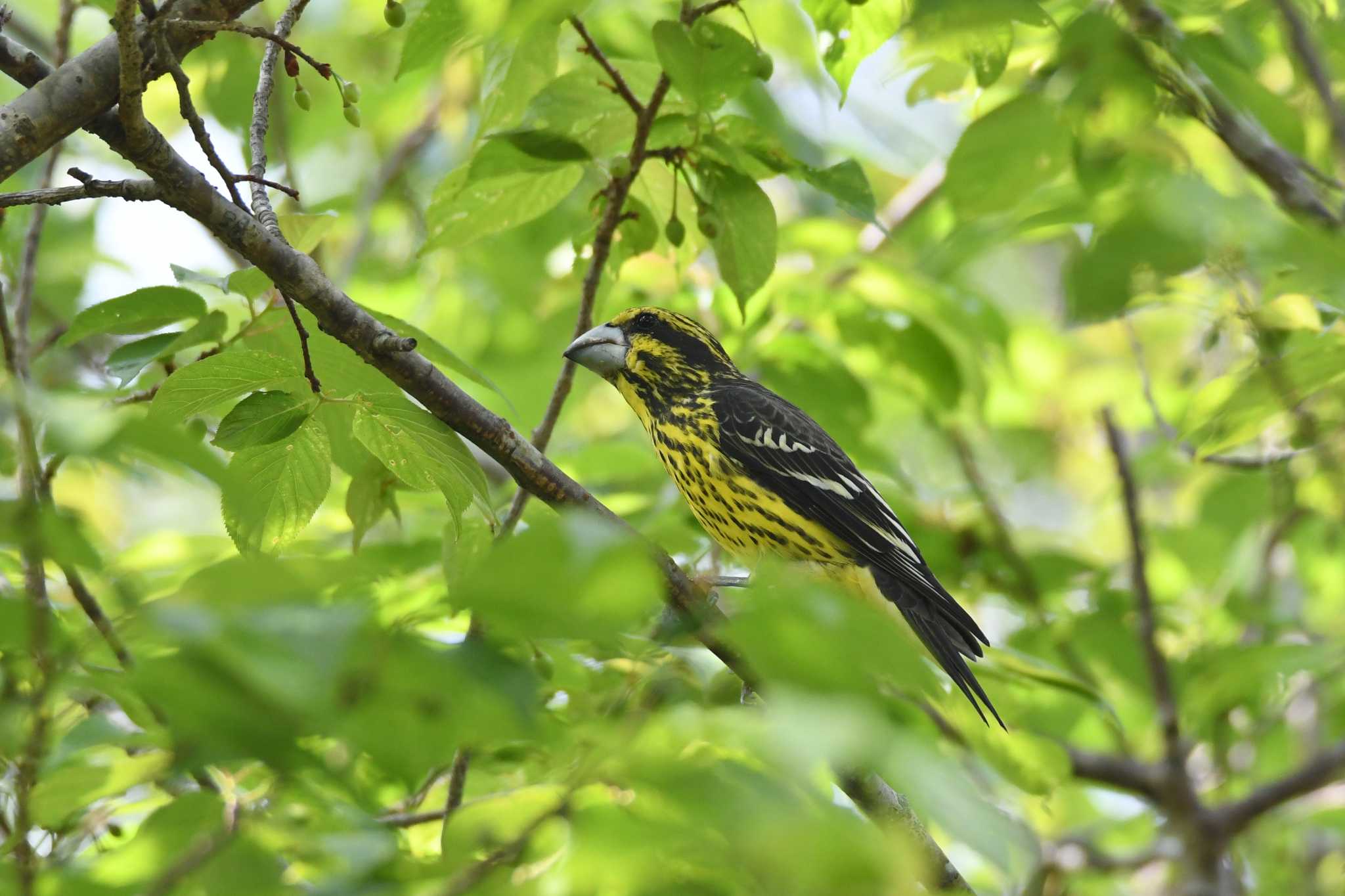 Spot-winged Grosbeak