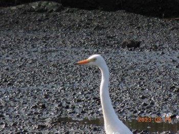 チュウサギ 葛西臨海公園 2023年8月10日(木)