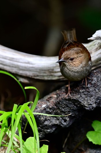 カヤクグリ 場所が不明 2023年7月31日(月)