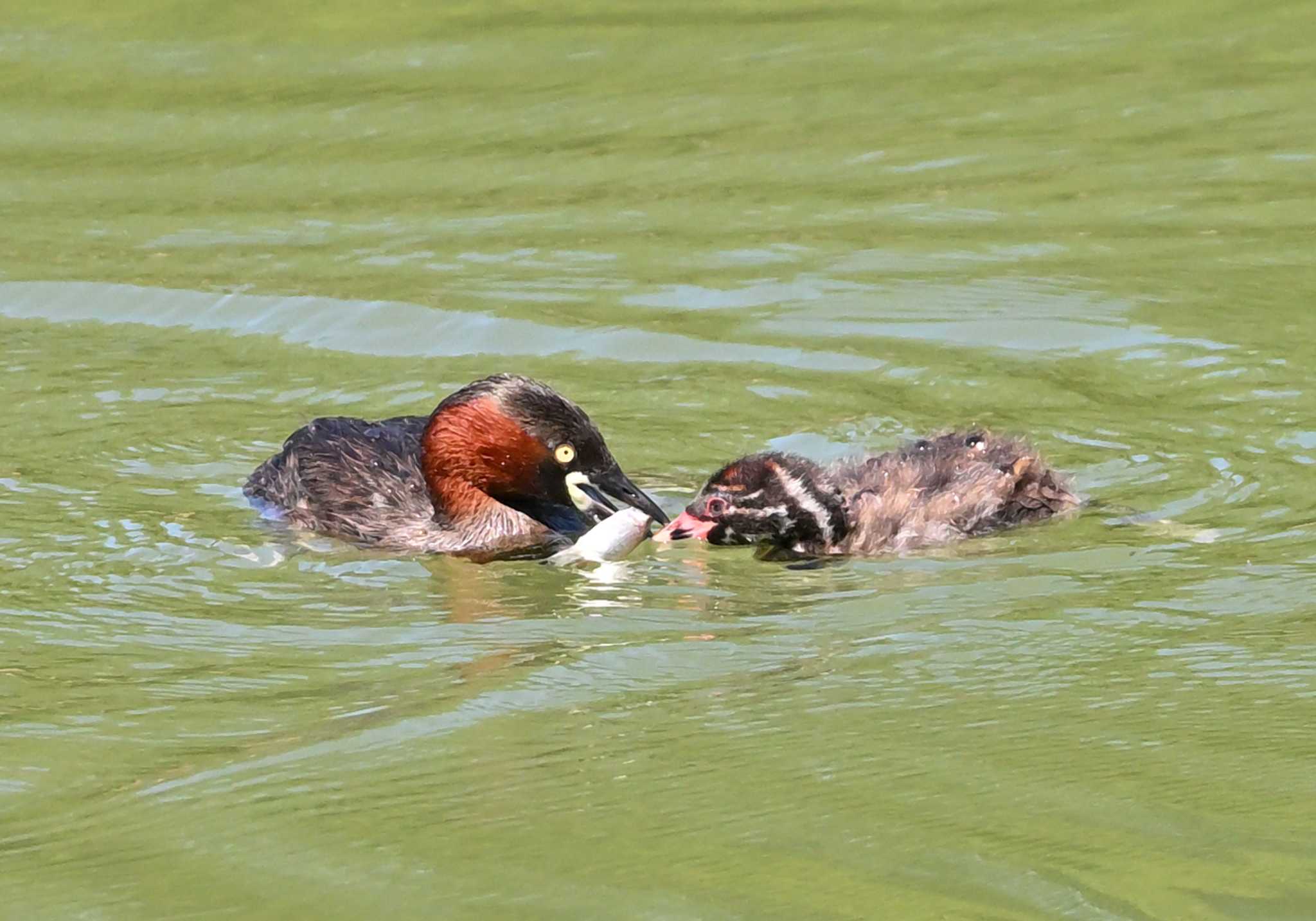 Little Grebe