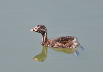 2023年8月11日(金) 矢木羽湖の野鳥観察記録