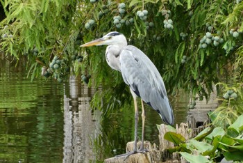 Grey Heron Ukima Park Sun, 8/13/2023