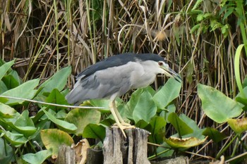 Black-crowned Night Heron Ukima Park Sun, 8/13/2023