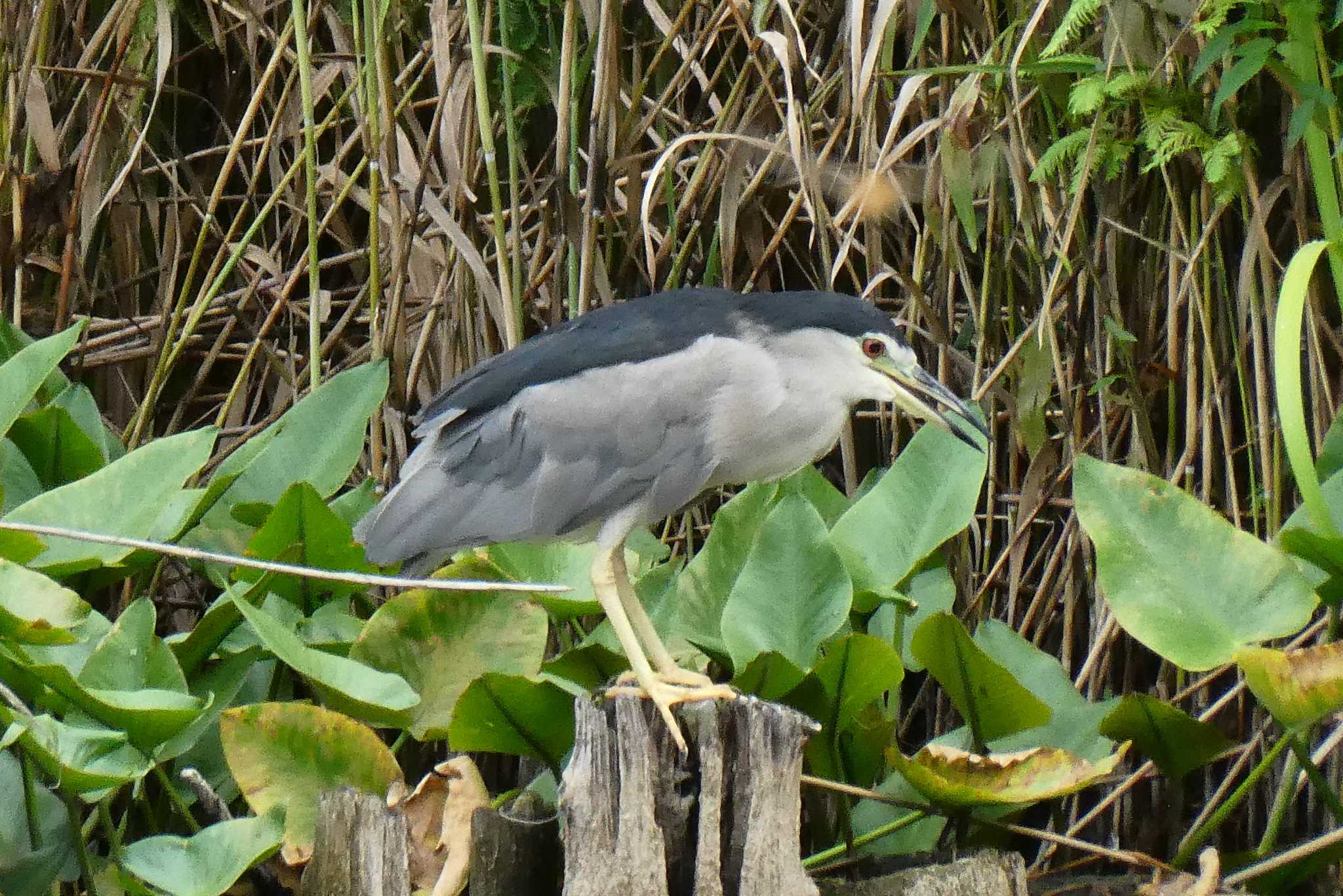 Photo of Black-crowned Night Heron at Ukima Park by Kirin-Kita