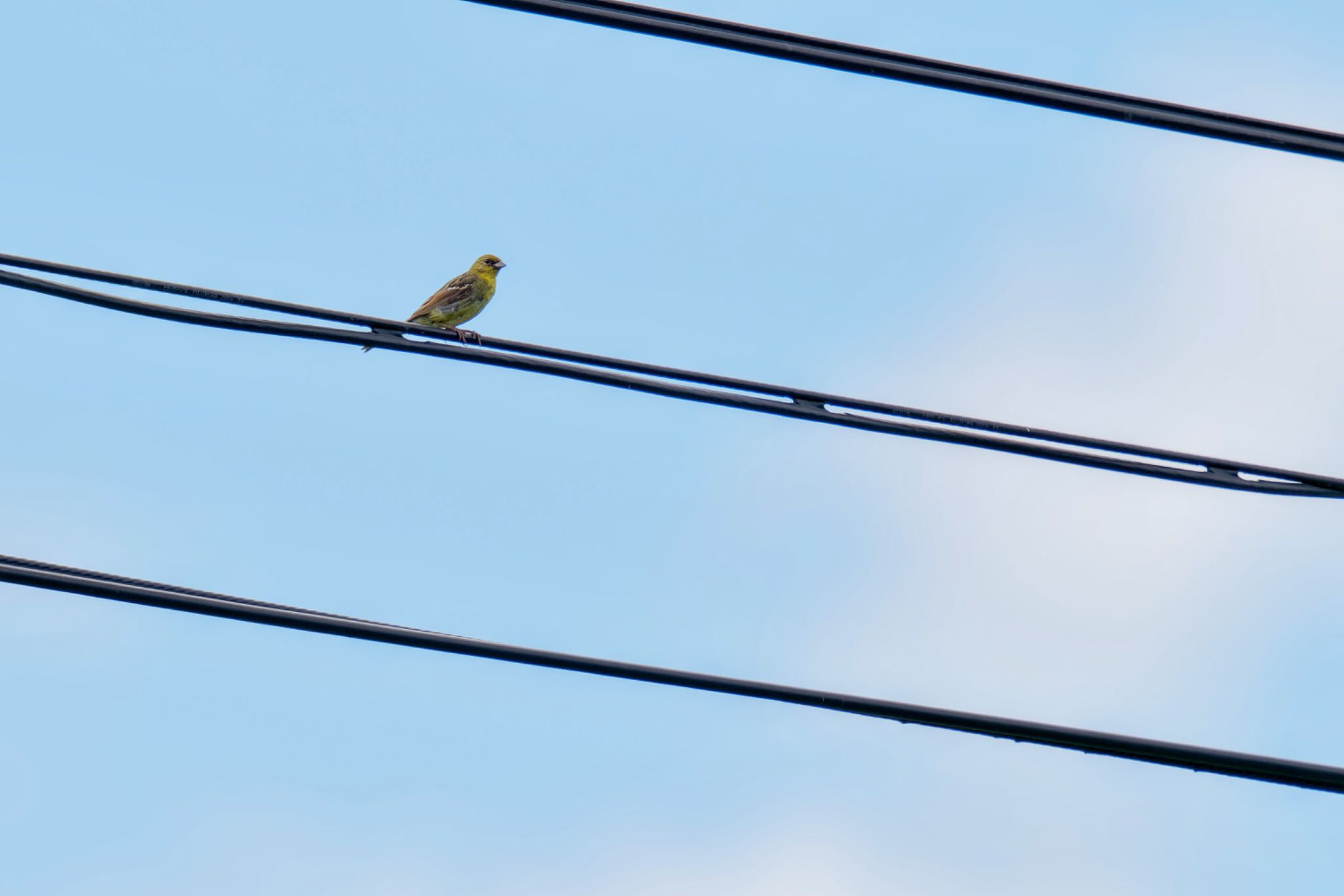 Yellow Bunting