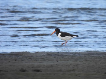 2023年8月12日(土) ふなばし三番瀬海浜公園の野鳥観察記録