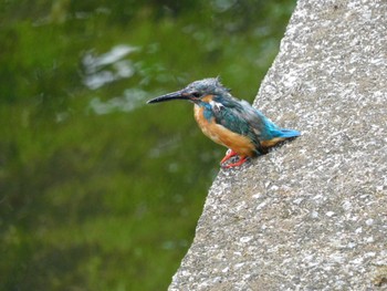 2023年8月13日(日) 平和の森公園、妙正寺川の野鳥観察記録