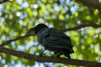 ハシブトガラス 東京港野鳥公園 2023年8月11日(金)