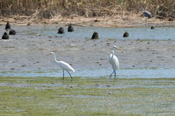 Great Egret(modesta)  Tokyo Port Wild Bird Park Fri, 8/11/2023