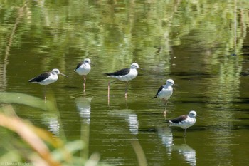 セイタカシギ 東京港野鳥公園 2023年8月11日(金)