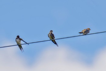 Red-rumped Swallow JGSDF Kita-Fuji Exercise Area Fri, 8/11/2023