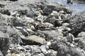 キョウジョシギ 東京港野鳥公園 2023年8月11日(金)