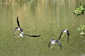 セイタカシギ 東京港野鳥公園 2023年8月11日(金)