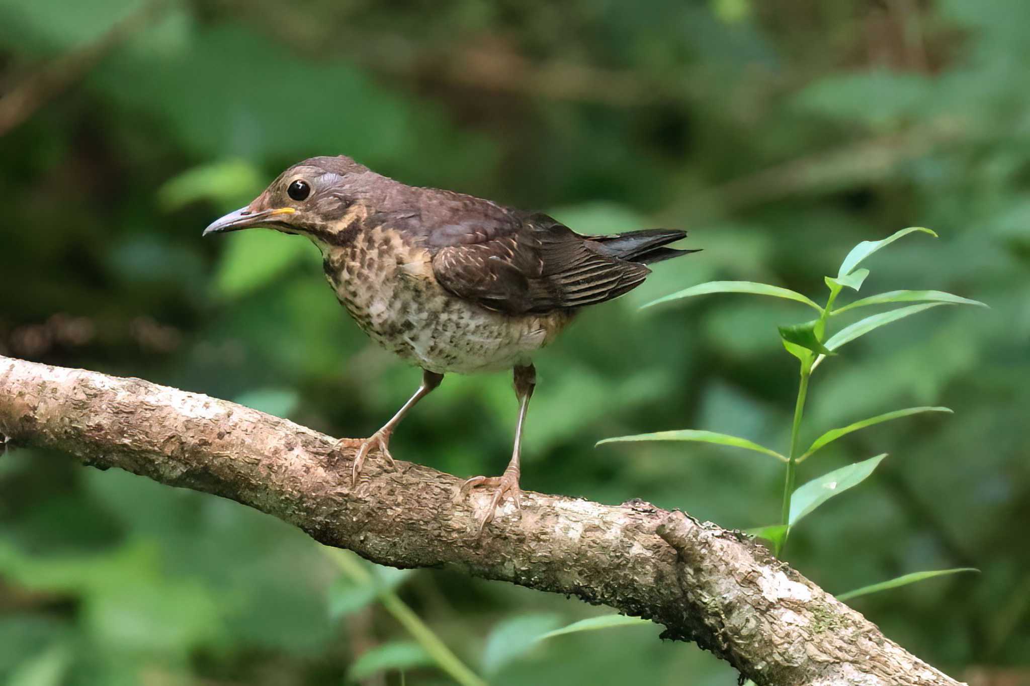 クロツグミ幼鳥