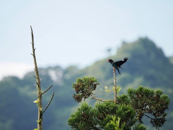 ブッポウソウ 松之山 2023年7月16日(日)