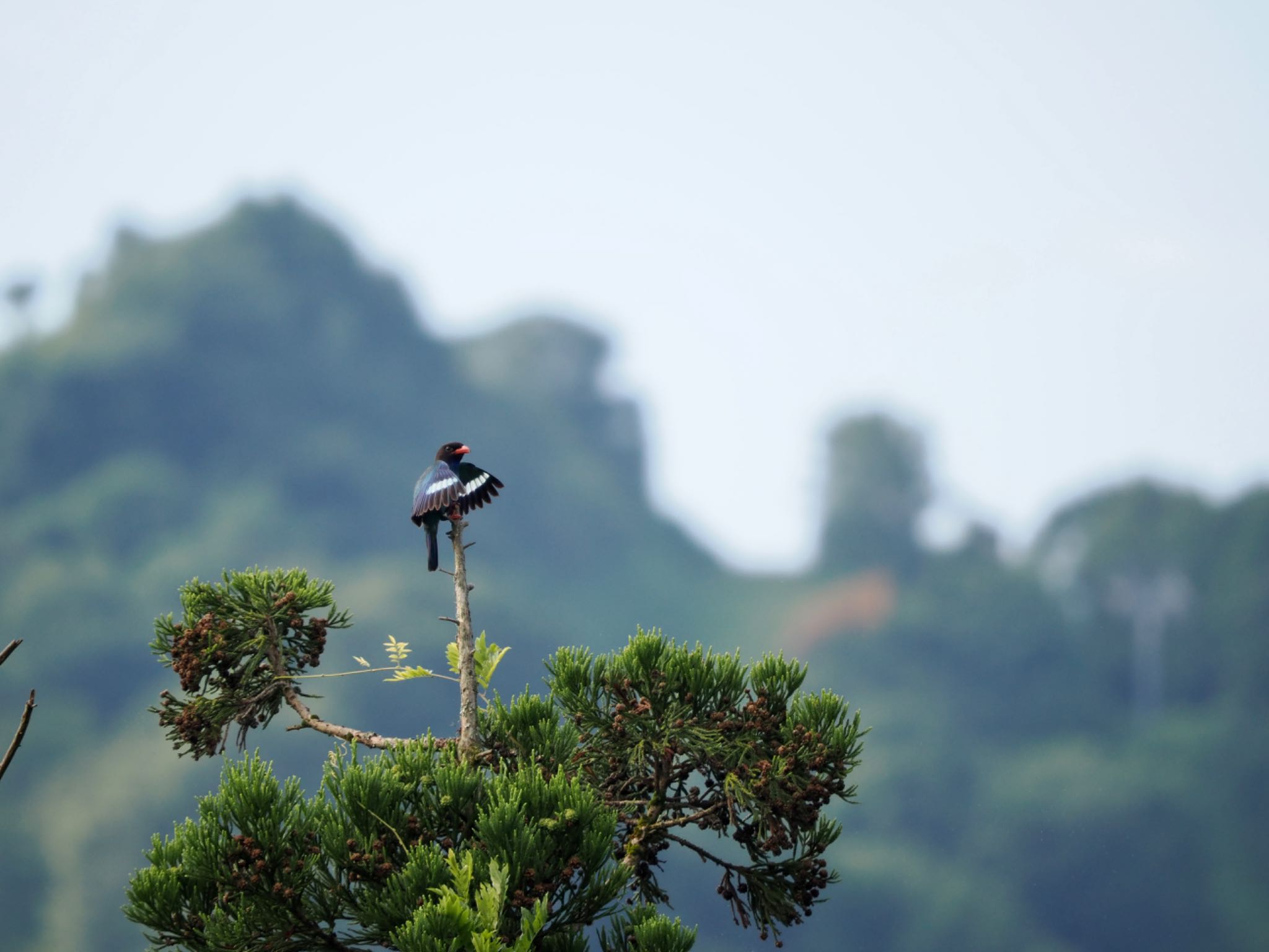 松之山 ブッポウソウの写真