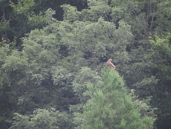 Grey-faced Buzzard キョロロの森 Unknown Date