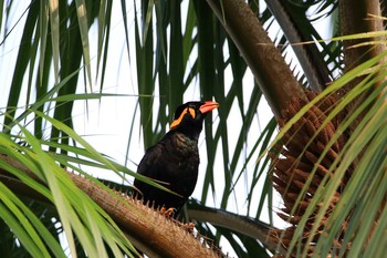 Common Hill Myna