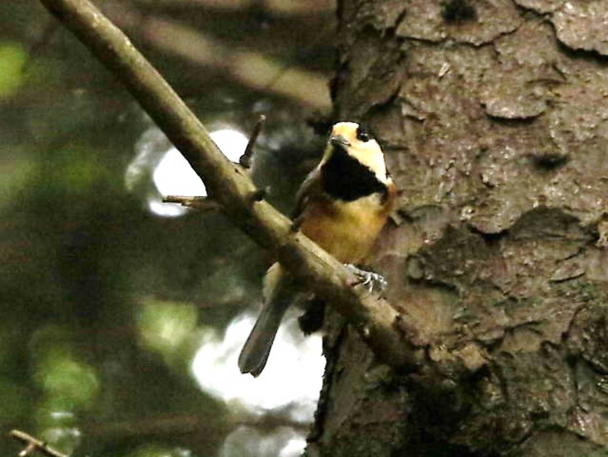 札幌市熊の沢公園 ヤマガラの写真