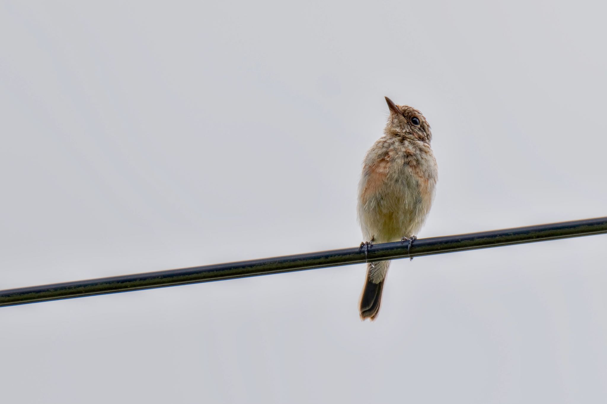 Amur Stonechat