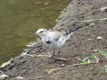 White Wagtail Unknown Spots Sun, 8/13/2023