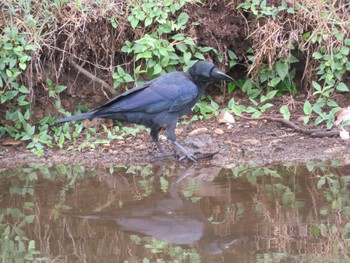 Large-billed Crow Unknown Spots Sun, 8/13/2023