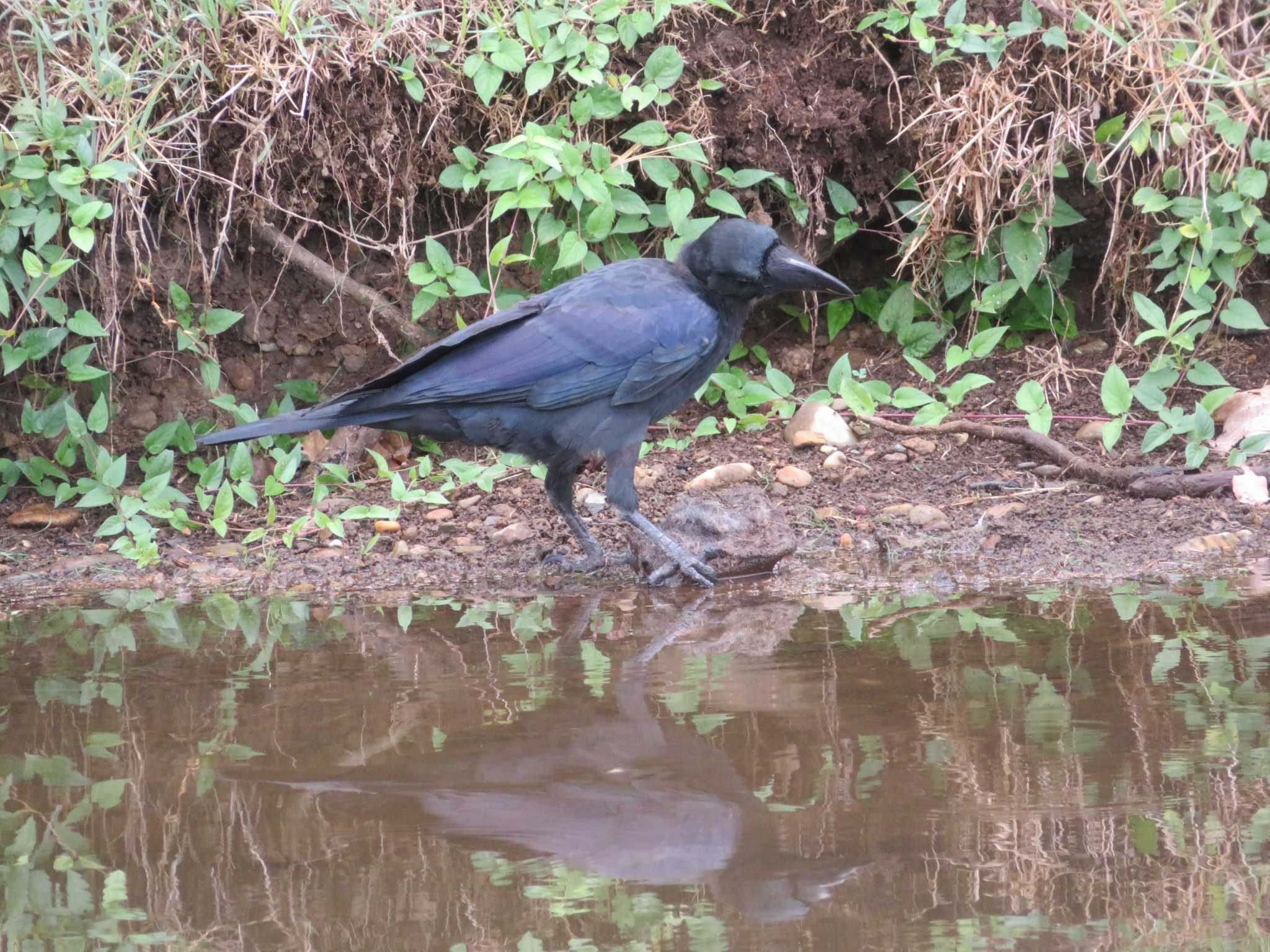 Photo of Large-billed Crow at  by KAT