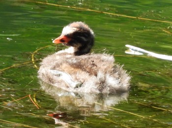 2023年8月13日(日) 五色沼の野鳥観察記録