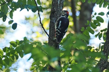 Great Spotted Woodpecker 松之山 Fri, 8/11/2023