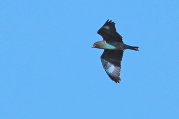 2023年8月11日(金) 松之山の野鳥観察記録