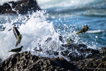 White-bellied Green Pigeon Terugasaki Beach Sat, 8/12/2023