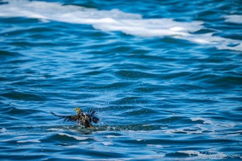 アオバト 大磯照ヶ崎海岸 2023年8月12日(土)