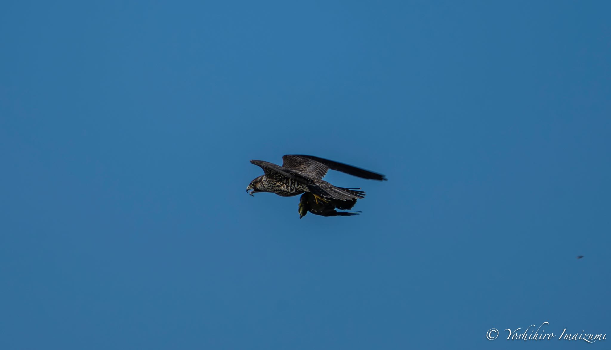 Peregrine Falcon