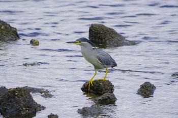 ササゴイ 東京港野鳥公園 2022年5月22日(日)