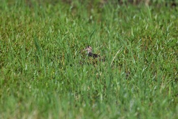 タマシギ 場所が不明 2018年8月22日(水)