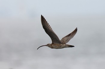 ホウロクシギ 葛西臨海公園 2023年8月13日(日)