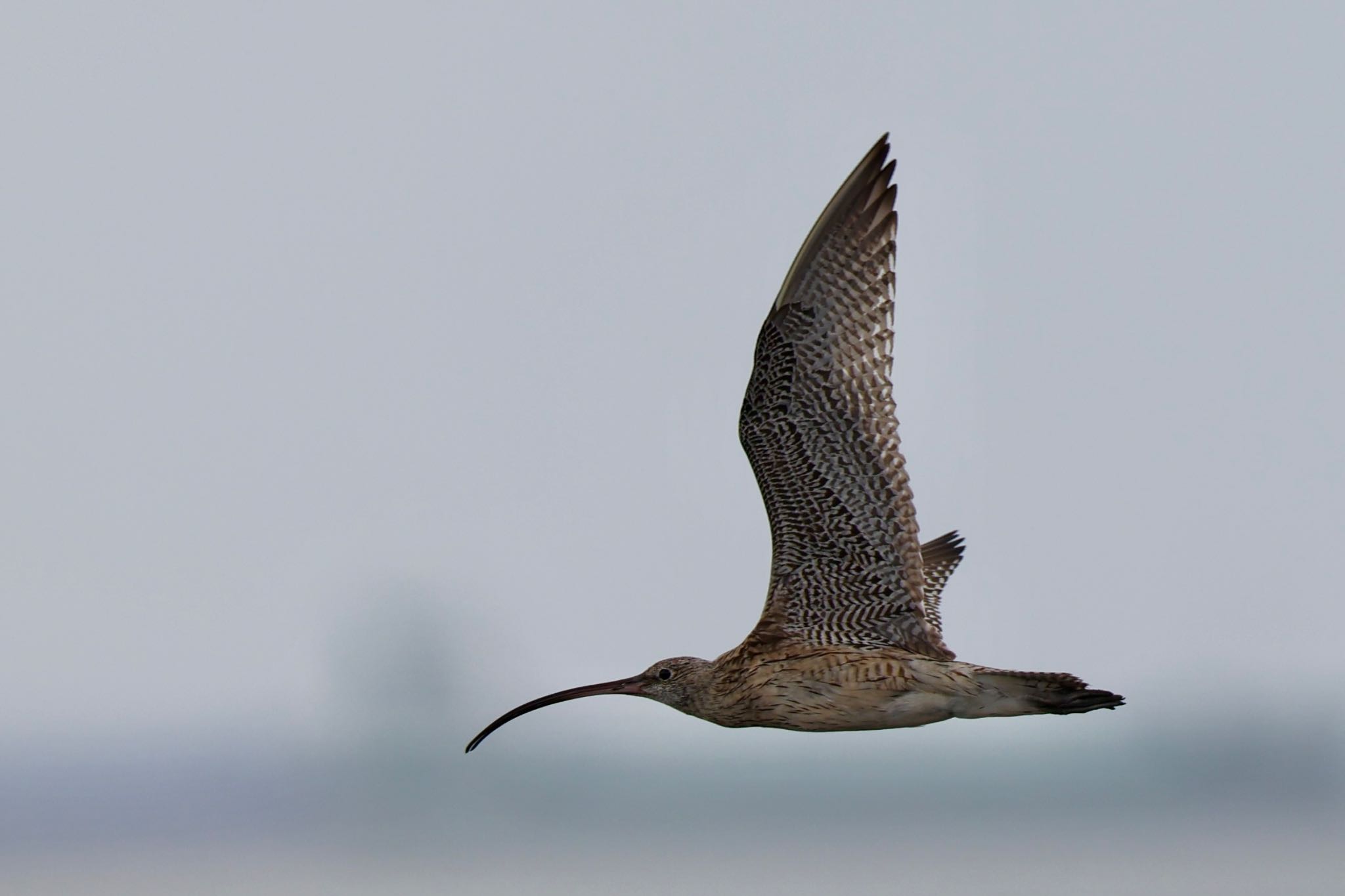 葛西臨海公園 ホウロクシギの写真 by Naosuke