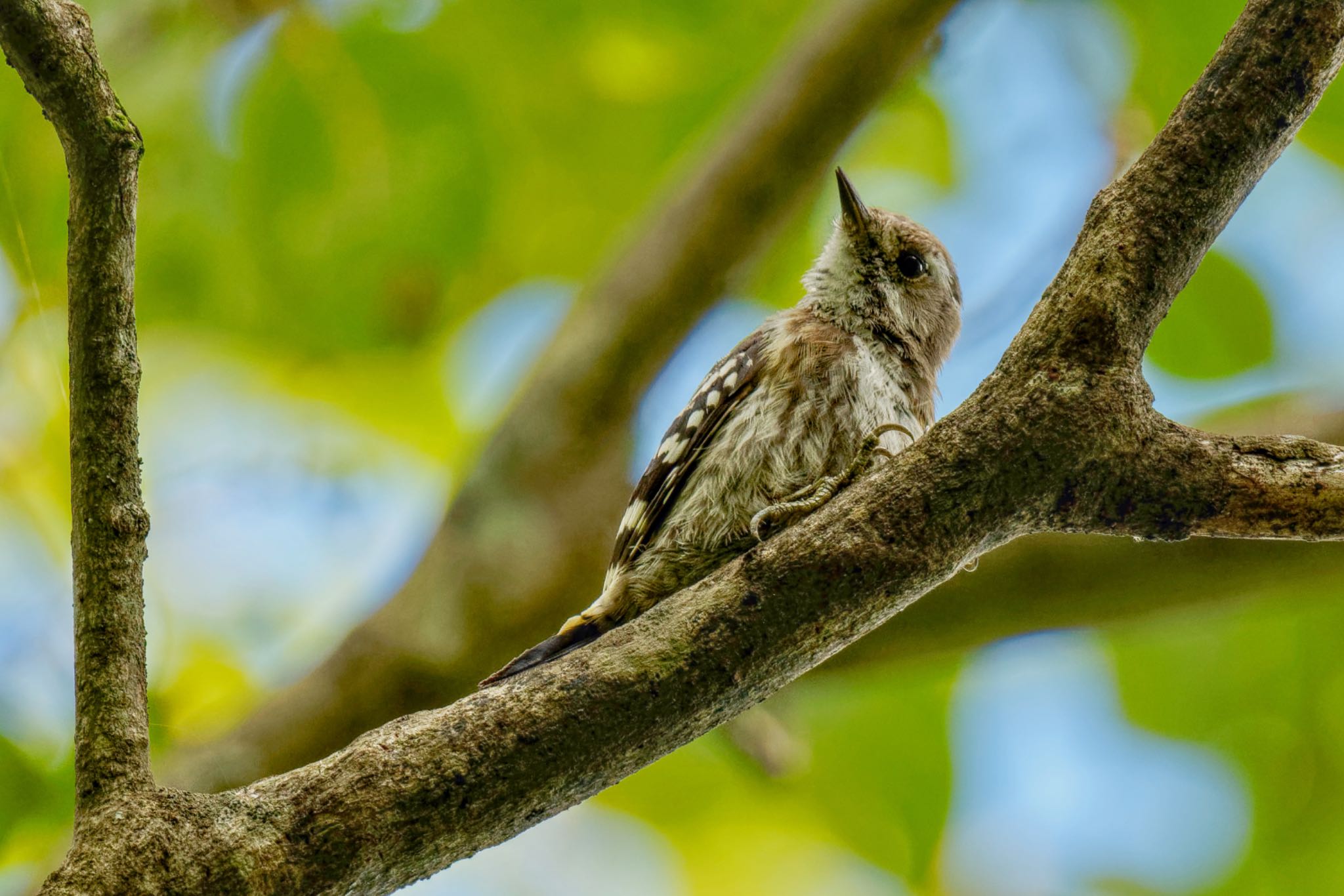 Japanese Pygmy Woodpecker