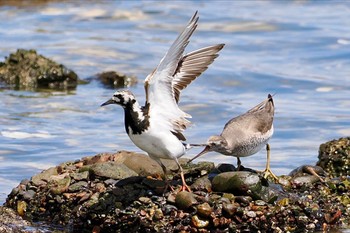 キョウジョシギ 東京港野鳥公園 2023年8月10日(木)