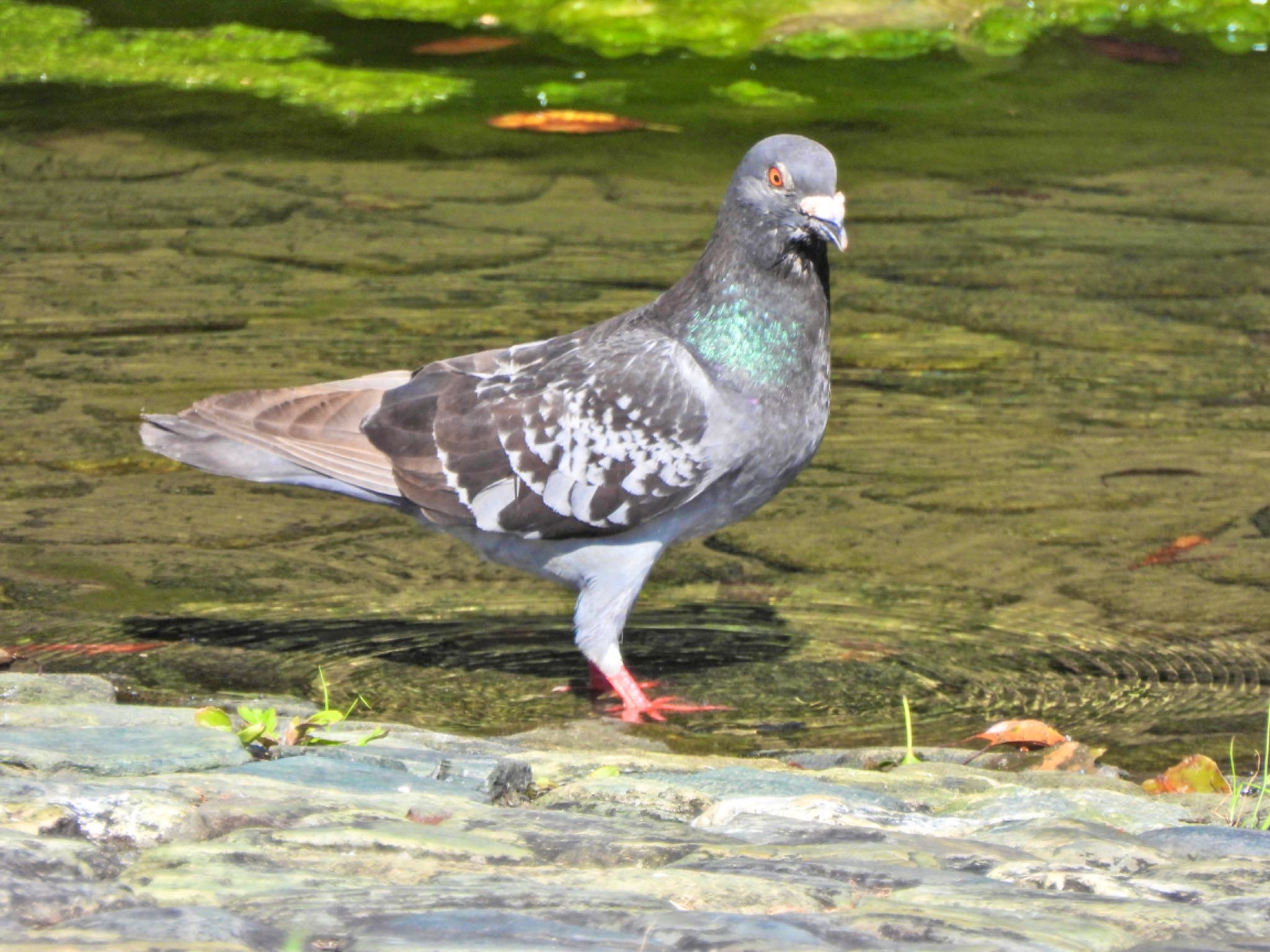 Photo of Rock Dove at 徳島中央公園 by クロやん