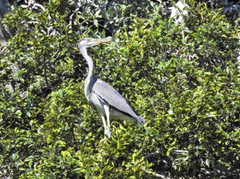 Grey Heron 徳島中央公園 Sat, 7/29/2023