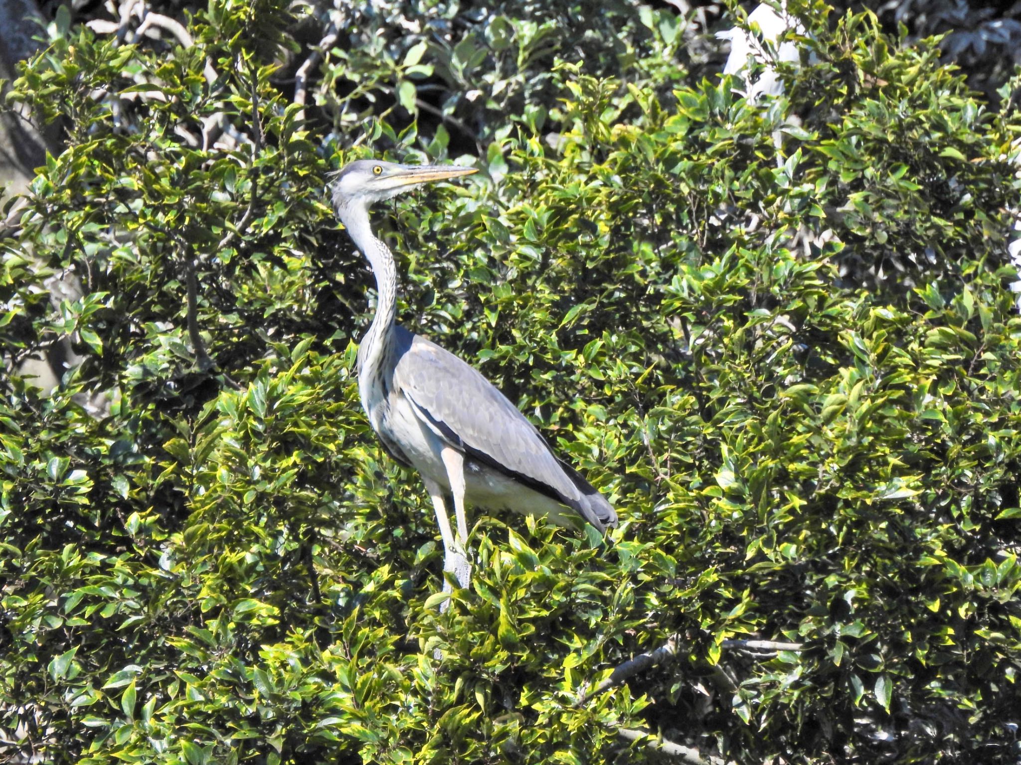 Grey Heron