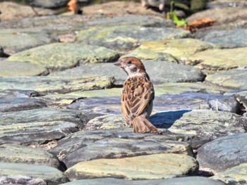 Eurasian Tree Sparrow 徳島中央公園 Sat, 7/29/2023